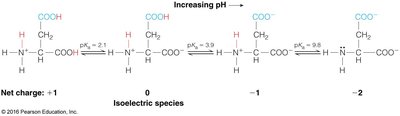 Ionization states of aspartic acid