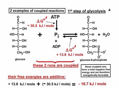 Coupled reactions in glycolysis