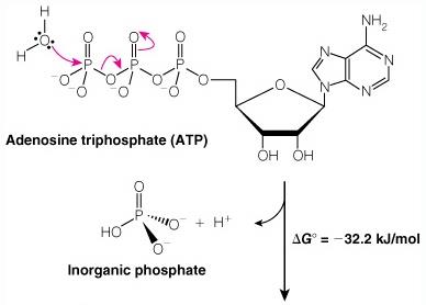 ATP hydrolysis and phosphoryl transfer