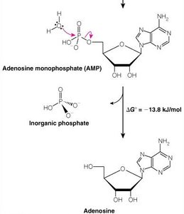 AMP hydrolysis