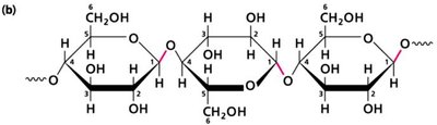 Structure of a carbohydrate polymer