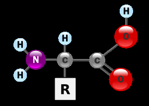 General structure of an amino acid