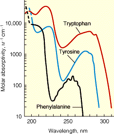 Absorption spectra of aromatic amino acids