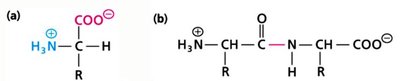 Amino acid and peptide structure