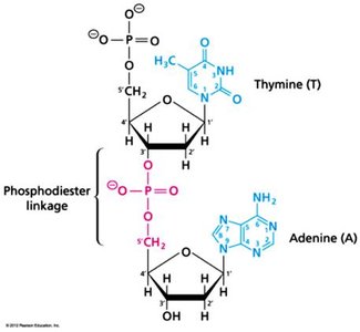 Phosphodiester linkage in nucleic acids