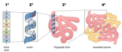 Heel prick test for newborn screening