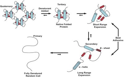 Hydrolysis of peptide bond