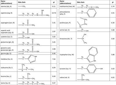 Table of amino acids, side chains, and pI values