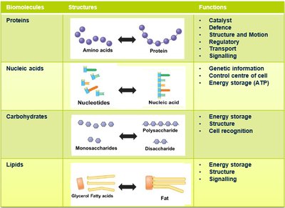 Table of biomolecules, their structures, and functions