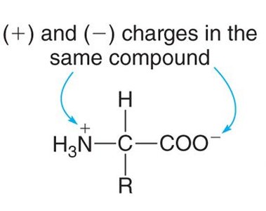 Zwitterion structure of an amino acid