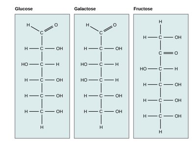 Structural representation of glucose, fructose, and galactose