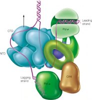 Eukaryotic replisome complex with labeled proteins