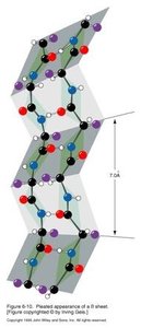 β-sheet structure