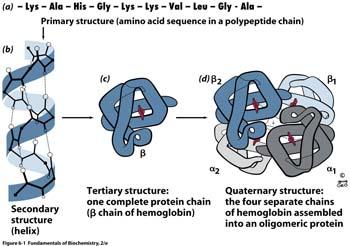 Levels of protein structure