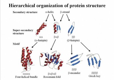 Hierarchical organization of protein structure