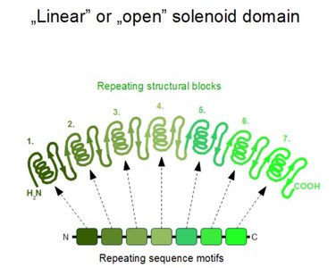 Alpha/Beta domains: Rossmann fold and TIM barrel