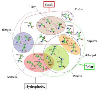 Amino acid classification by properties