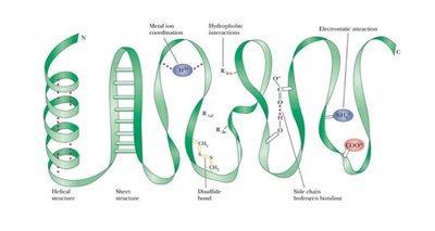 Protein structure stabilizing forces