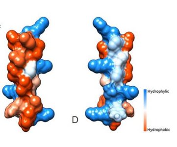 α-Helix structure and properties