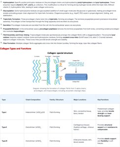 Diagram of collagen synthesis steps
