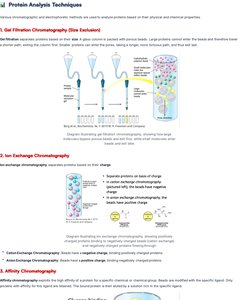 Diagram of gel filtration chromatography