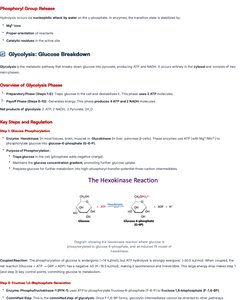 Diagram of glycolysis regulation