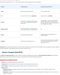 Diagram of NADH electron transfer to ubiquinone