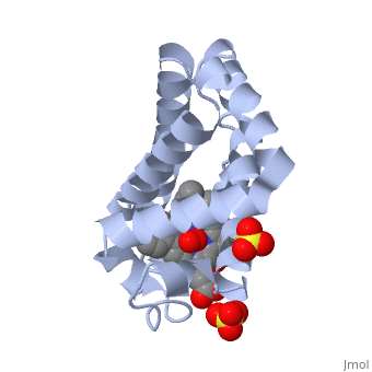 3D structure of myoglobin