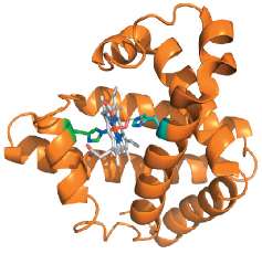 Structure of myoglobin with heme group