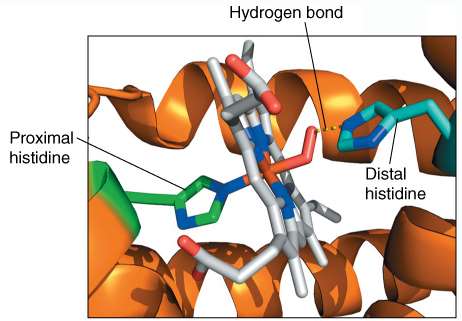 Close-up of heme binding pocket with proximal and distal histidines