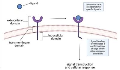 Diagram of ligand binding to a protein receptor