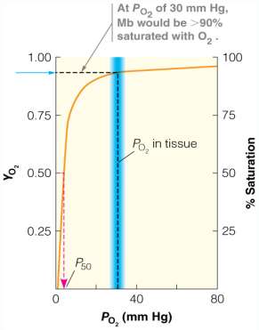 Oxygen binding curve for myoglobin