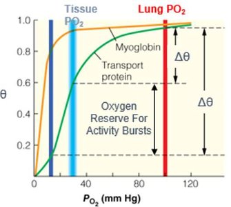Comparison of oxygen binding curves for myoglobin and hemoglobin