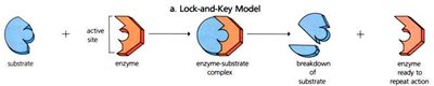 Lock-and-key model of enzyme-substrate binding