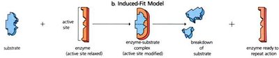 Induced-fit model of enzyme-substrate binding