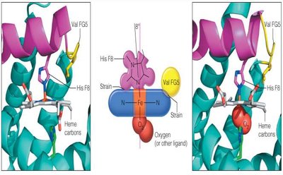 Heme domed in T-state and flattened in R-state