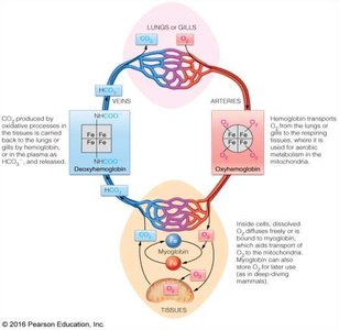 Diagram of oxygen transport and storage by hemoglobin and myoglobin