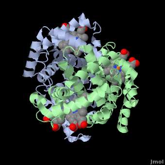 3D structure of hemoglobin