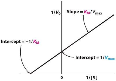 Lineweaver-Burk plot showing intercepts and slope