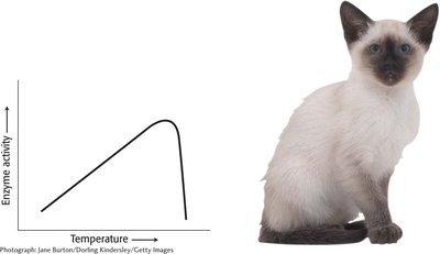 Graph showing enzyme activity as a function of temperature