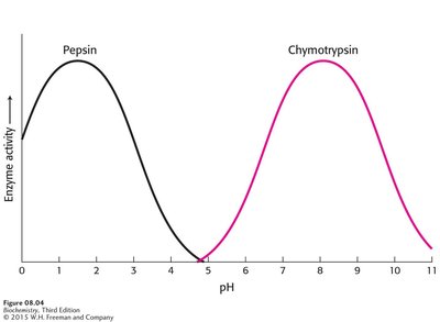 Graph showing enzyme activity as a function of pH for pepsin and chymotrypsin