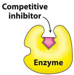 Competitive inhibitor binding at the active site