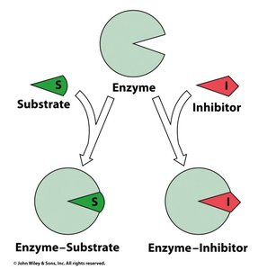 Lineweaver-Burk plot showing effect of competitive inhibitor