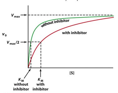 Mechanism of uncompetitive inhibition