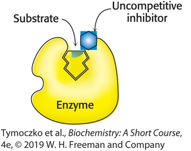 Lineweaver-Burk and Michaelis-Menten plots for uncompetitive inhibition