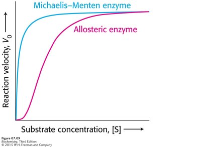 Comparison of Michaelis-Menten and allosteric enzyme kinetics
