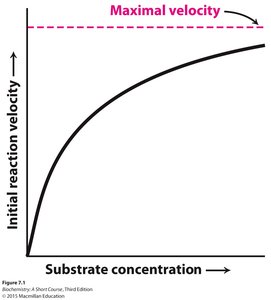 Graph showing maximal velocity as a function of substrate concentration