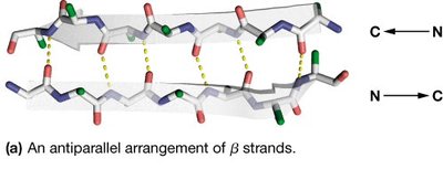 Antiparallel β-strand arrangement