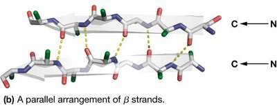 Parallel β-strand arrangement