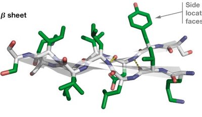 β-sheet with side chains on opposite faces